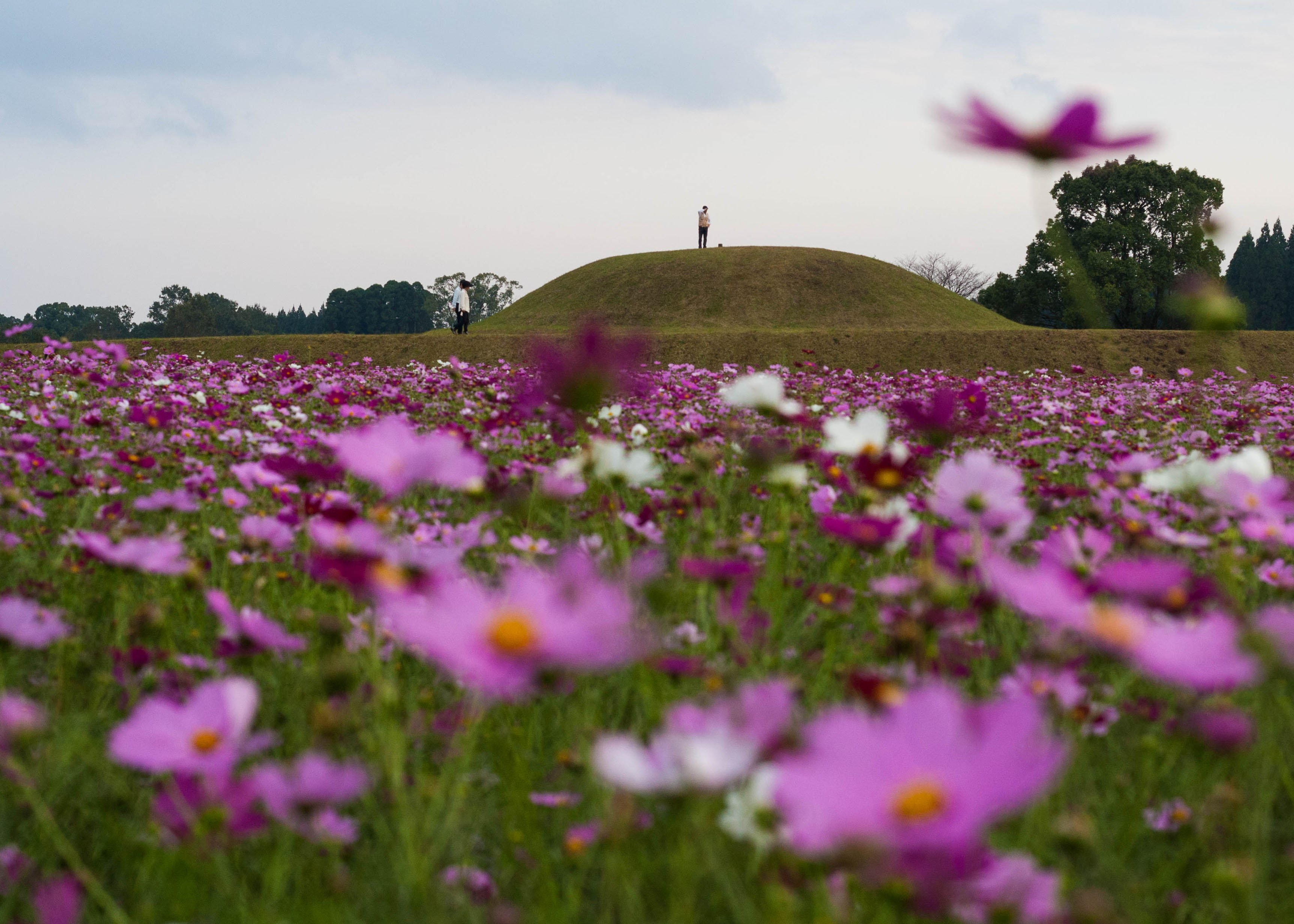 🏞️ 사이토바루 고분군 (西都原古墳群) 이미지 7